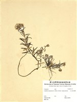 藏品(玉山抱莖籟蕭)的圖片